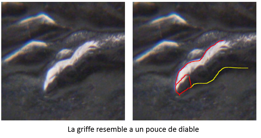 Pouce-4.PNG
