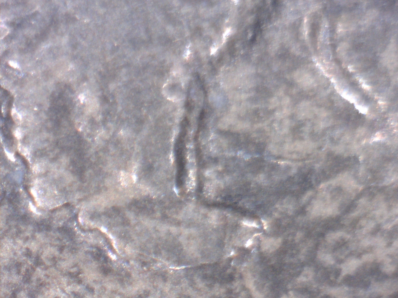 Image171.jpg