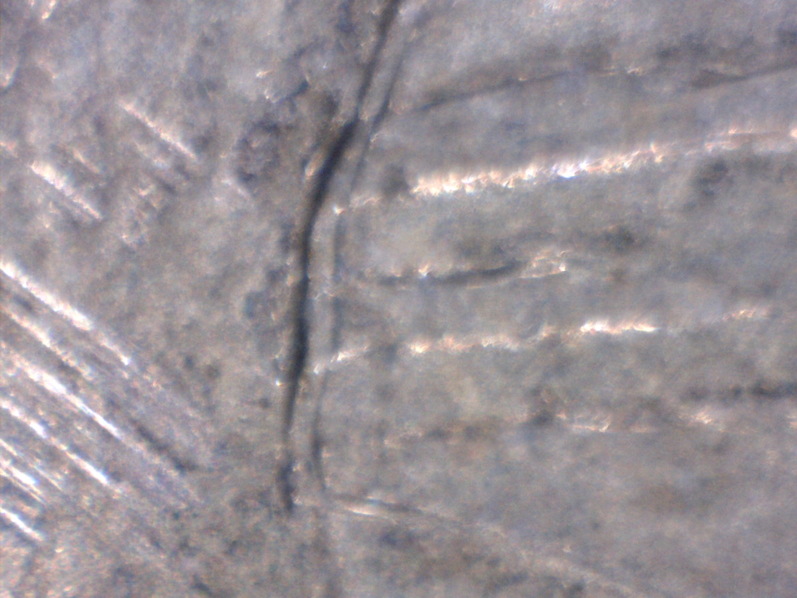 Image185.jpg