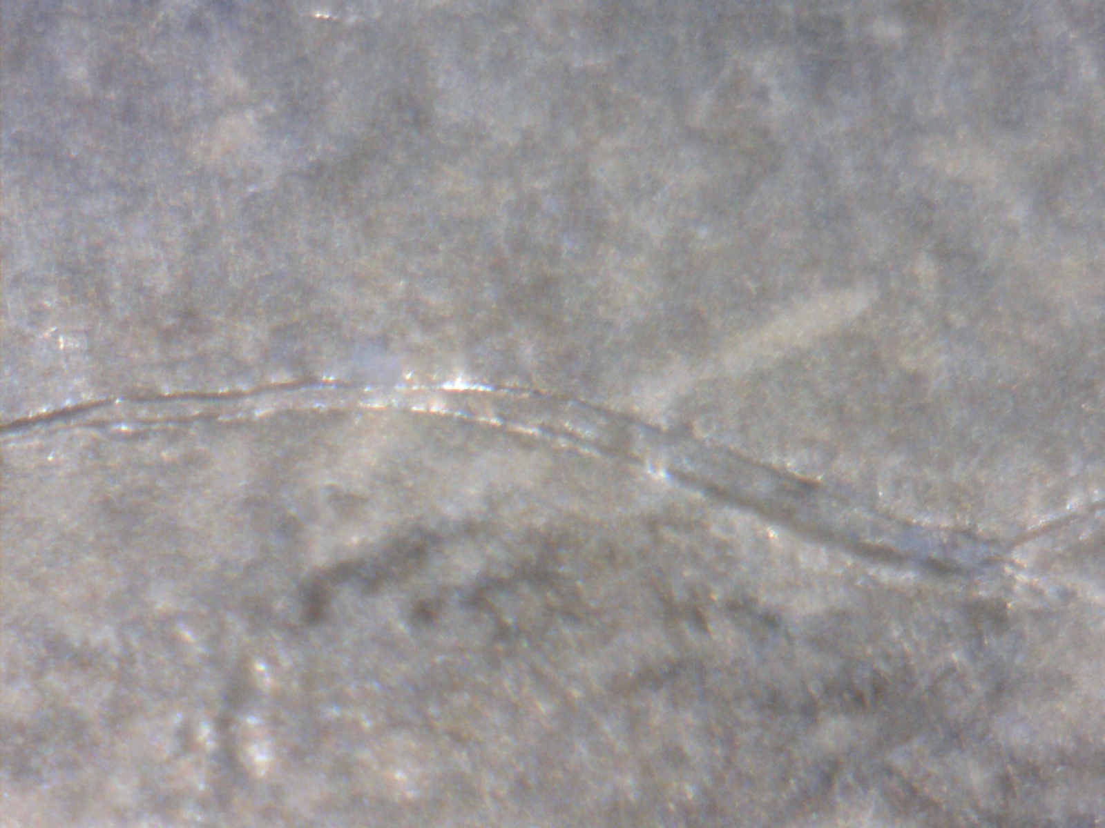 Image181.jpg