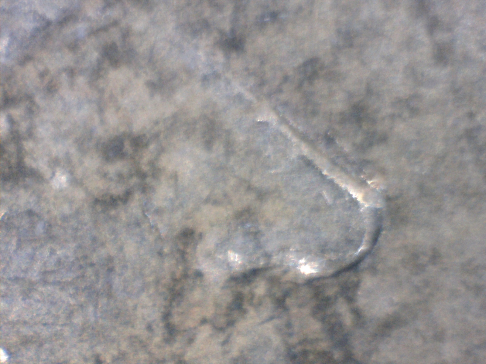 Image207.jpg