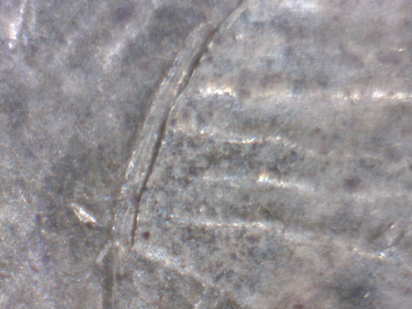 Image216.jpg