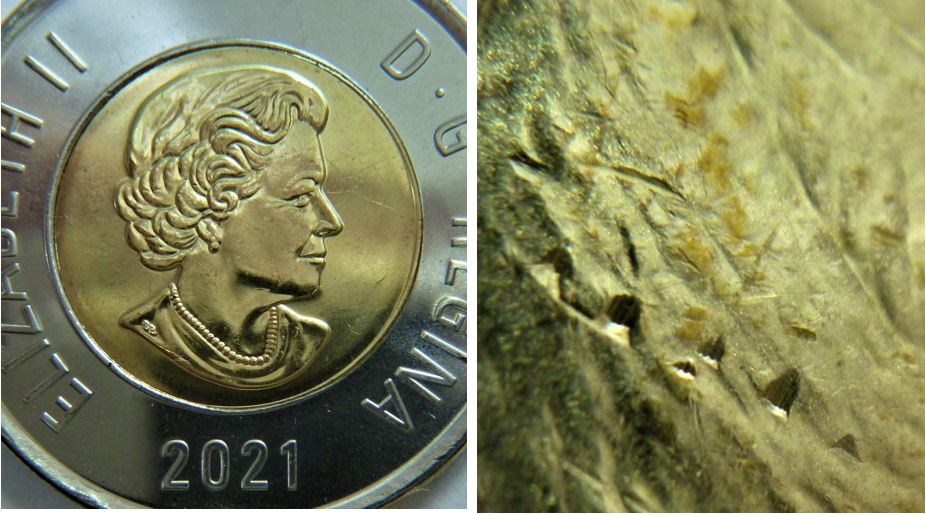 2 Dollar 2021-Double coin fendillé sur dos+Double patte avent+1.JPG