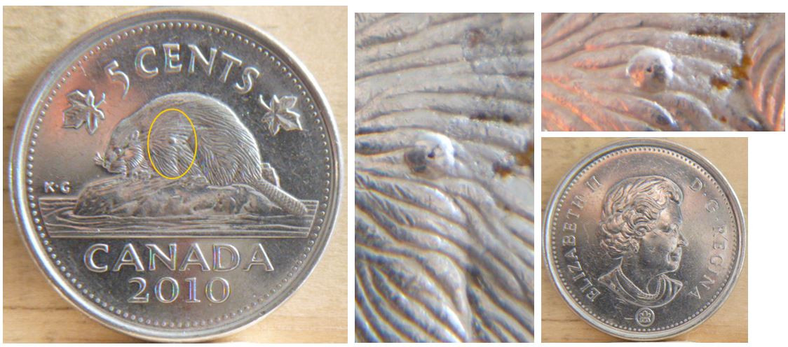 5 Cents 2010 - Éclat coin épaule castor ( volcan ).JPG