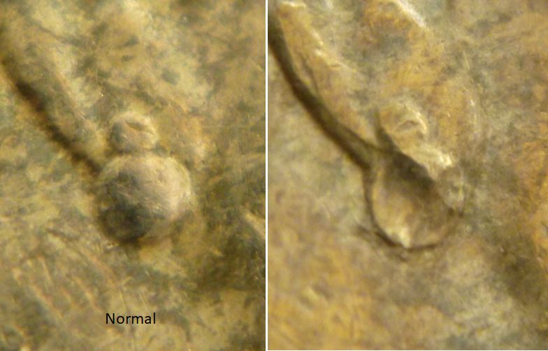 2 Dollars 2008-Boucle d'oreille anormale-dégonflé-2.JPG