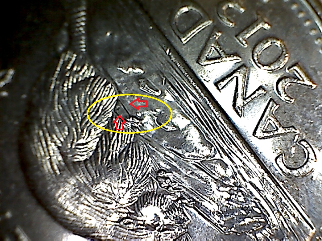 2013 Point sur patte de droite B519168C.jpg
