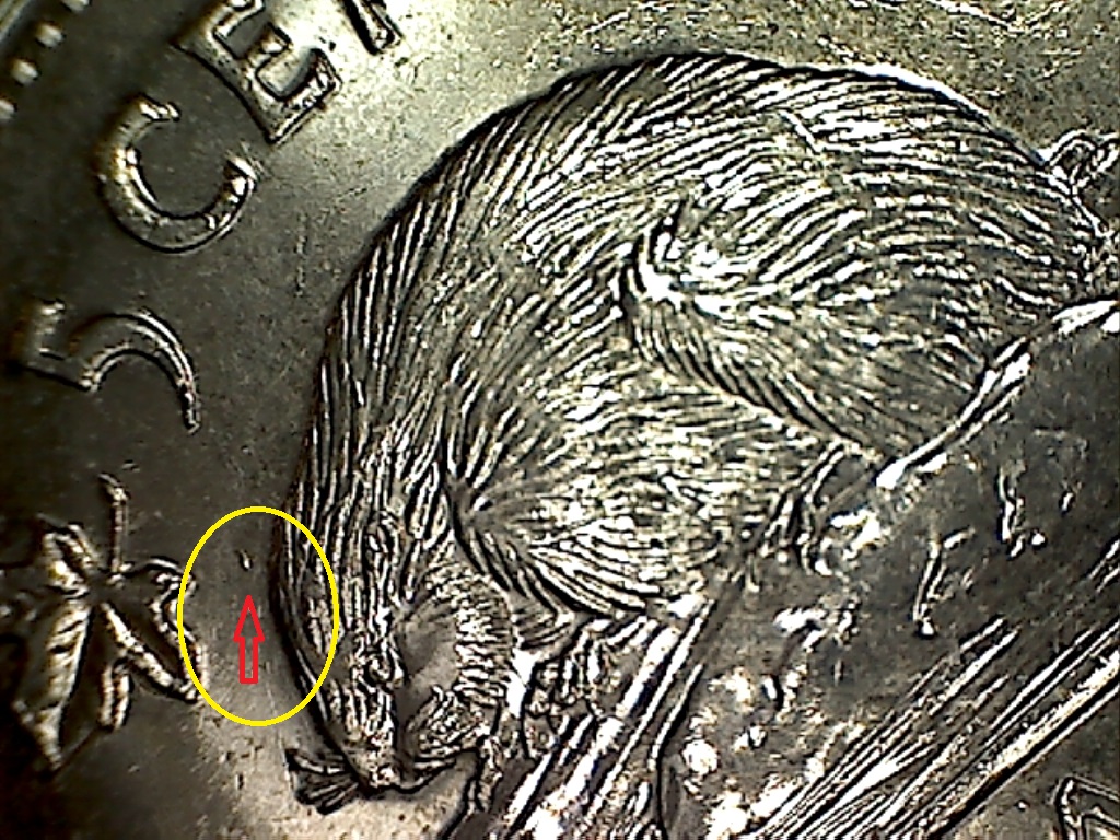 2012 Point au dessus de la tête du castor B519176C.jpg