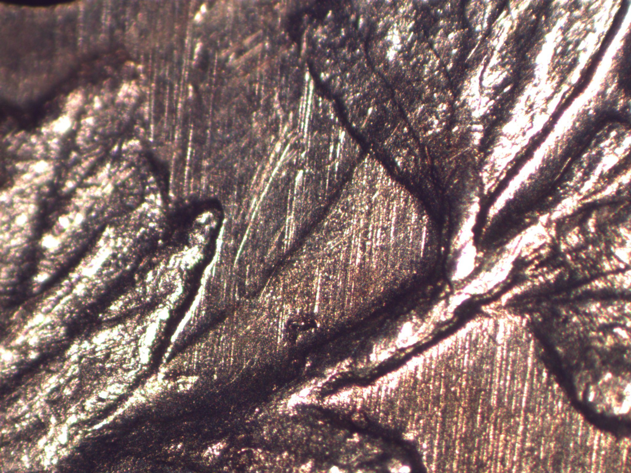 0088 E01 5c 1888 R_3.jpg