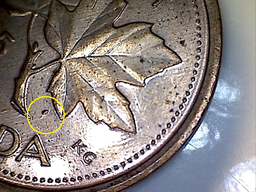 2005 Poit etre tige et feuille B019224C.jpg