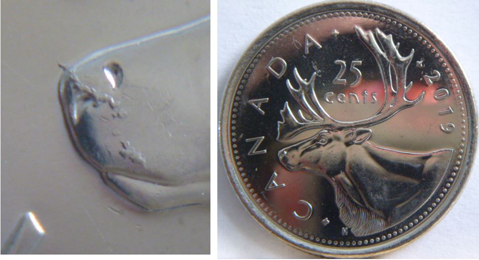 25 Cents 2019-Accumulation sur le museau de l'élan.JPG