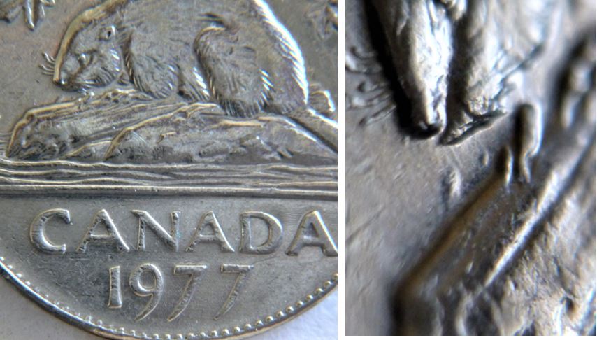 5 Cents 1977H-Éclat du coin sous le nez du castor-1.JPG