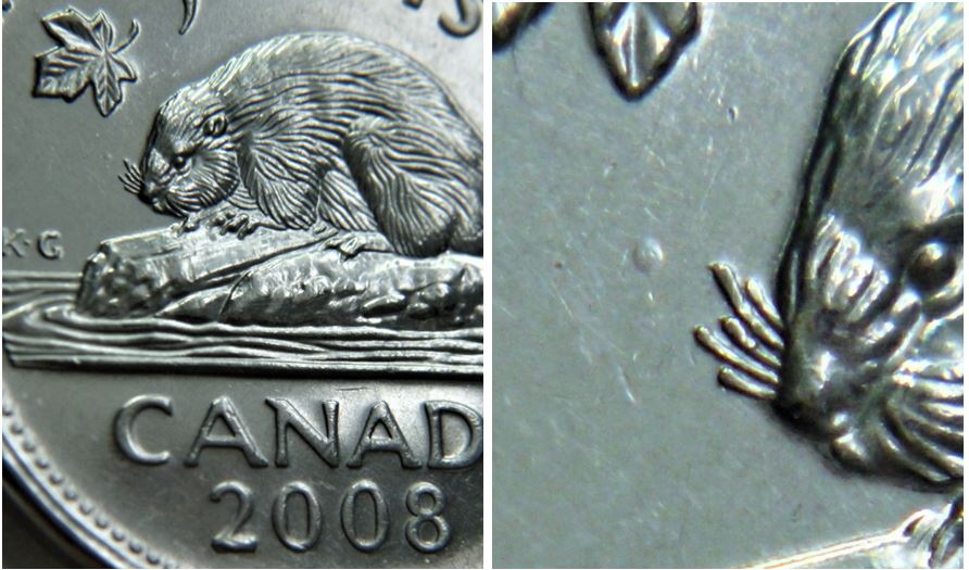 5 Cents 2008-Point devant la moustache du castor-1.JPG