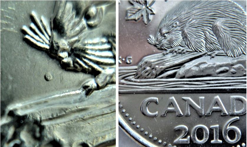 5 Cents 2016-Point devant le nez du castor.JPG