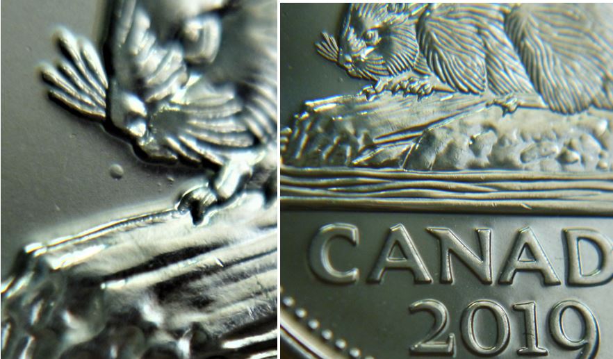 5 Cents 2019-Point devant le nez du castor-1.JPG
