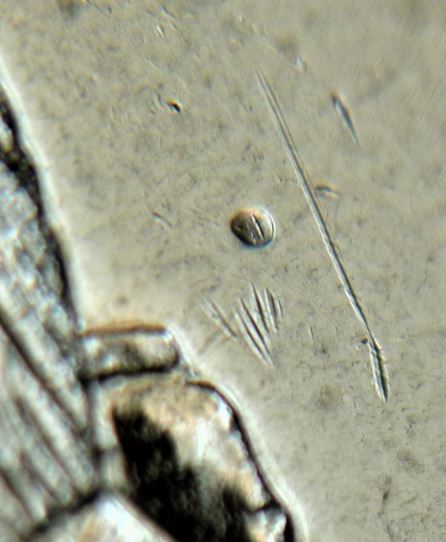 5 Cents 2009-Point derrière la buche-2.JPG