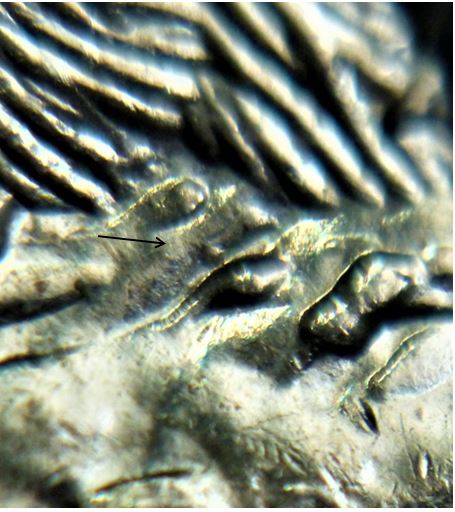 5 Cents 2006-Petite éclat du coin au dessus de la patte arière-3.JPG