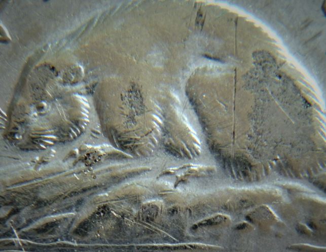 5 Cents 1953 NSF loing-Coin décentré revers-Manque de fourrure a l'abdomen-4.JPG