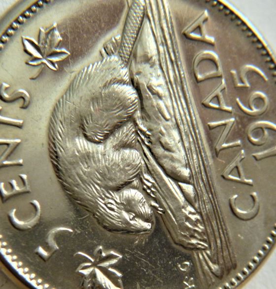 5 Cents 1965-Coin entrechoqué a deux endroit sur le dos du castor-1.JPG