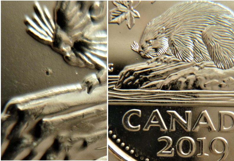 5 Cents 2019-Point devant le nez du castor-4.JPG