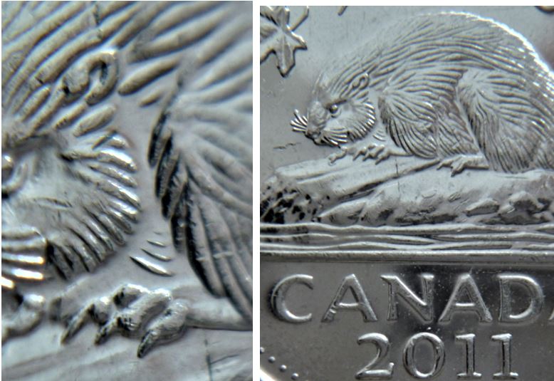 5 Cents 2011-Cou du castor dénudé-2.JPG