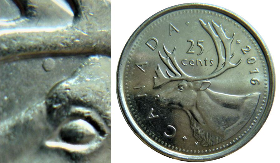 25 Cents 2016-Point au dessus de l'oeil du caribou-1.JPG