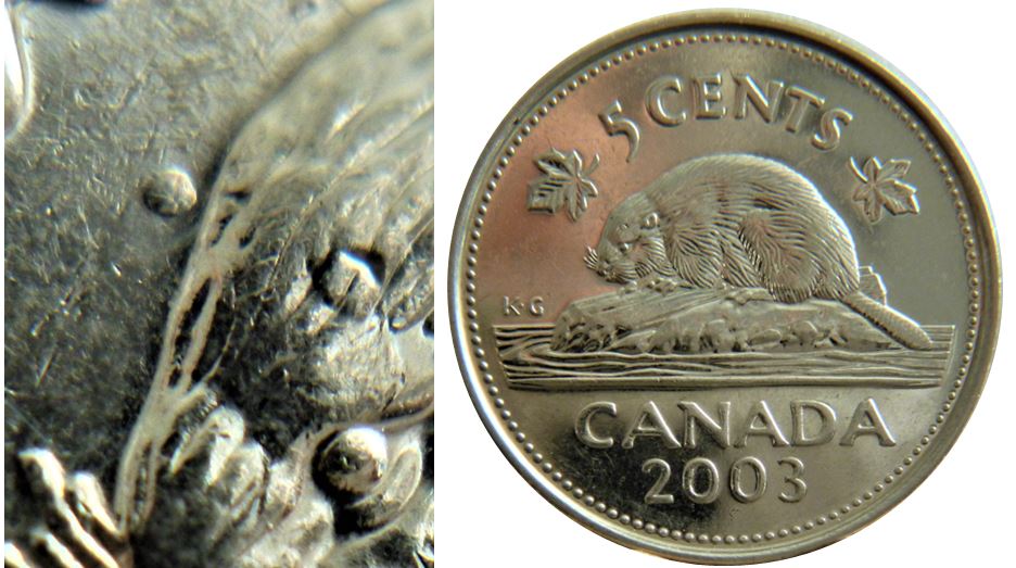 5 Cents 2003P- Point au dessus de la tête du castor-fendillé feuille gauche-1.JPG