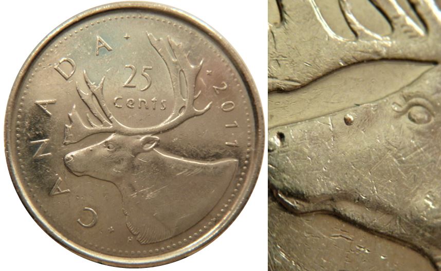 25 Cents 2011-Éclat coin sur le museau de caribou-2.JPG