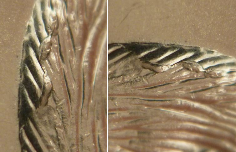 5 Cents 2008-Grosse éclat coin sur dos du castor-2,.JPG