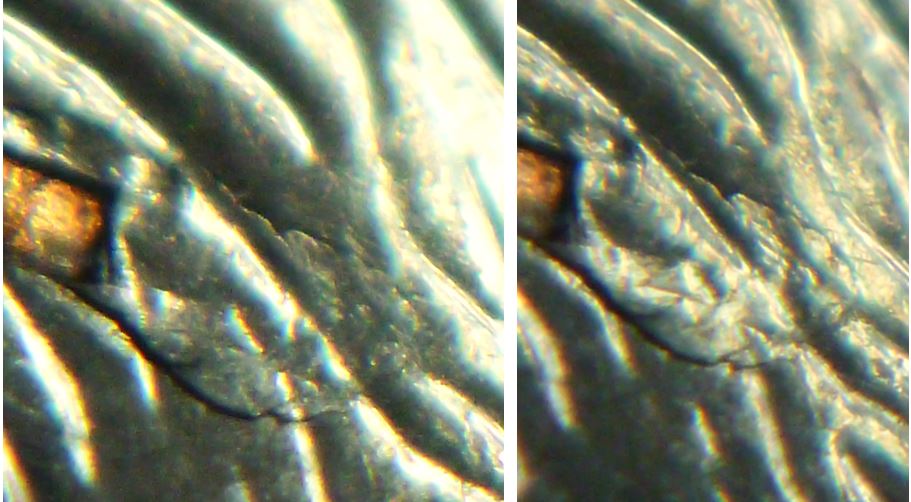 5 Cents 2007-Belle égratignure sur fesse du castor-4.JPG