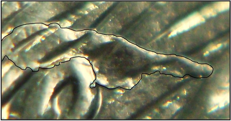 5 Cents 2020-Baveure au dessus de l'oreille du castor-3.JPG
