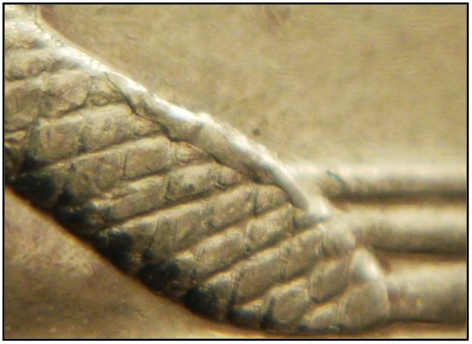 5 Cents 2011-Éclat coin sur la queue du castor-1,.JPG