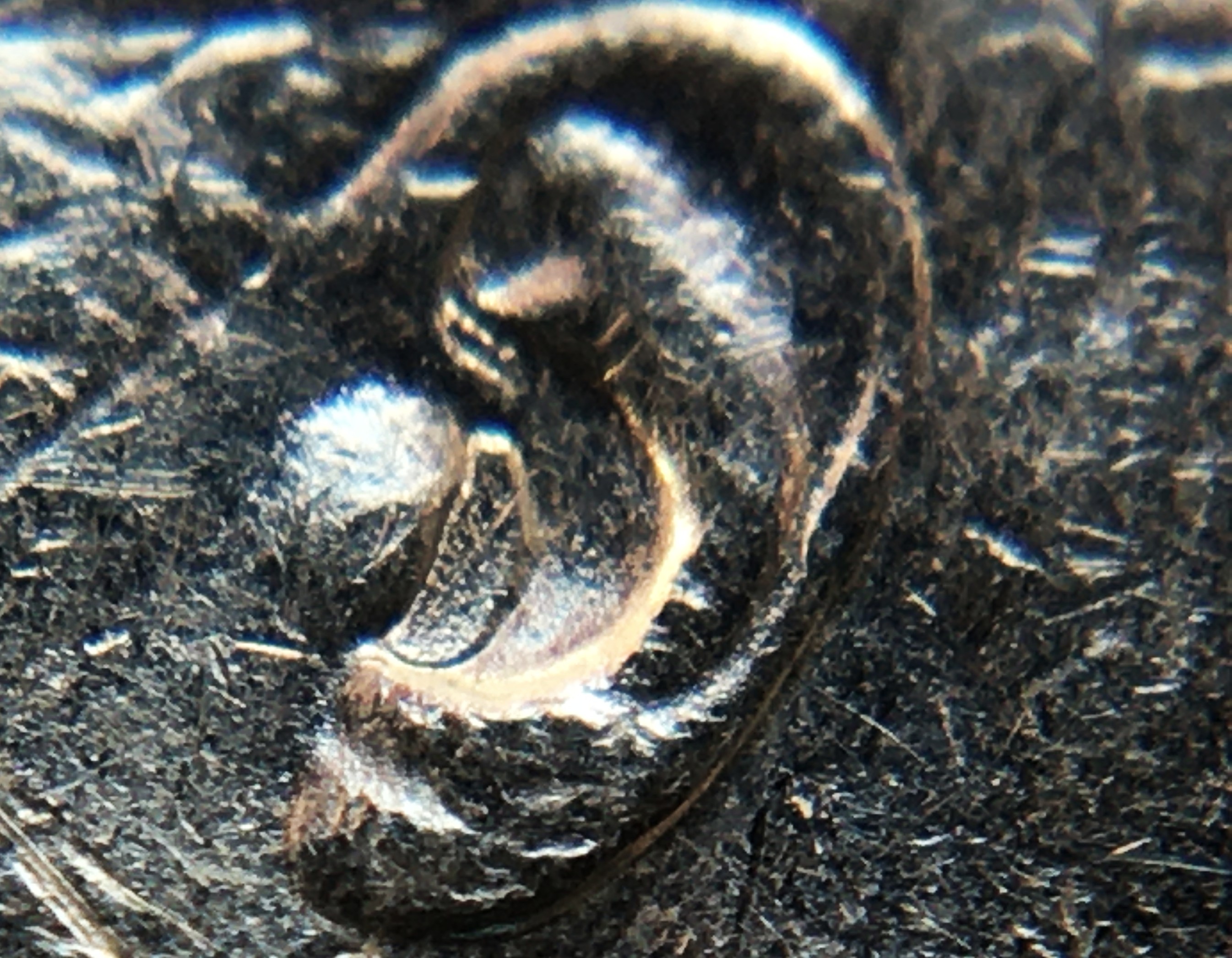 5 cents 1950 bouchon oreille.JPG