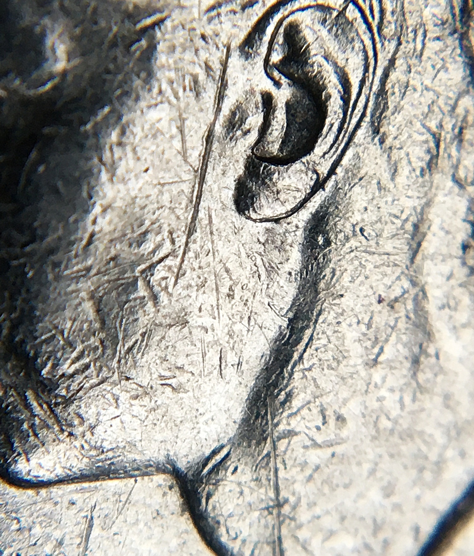 5 cents 1949 Double portrait 8 55.jpg