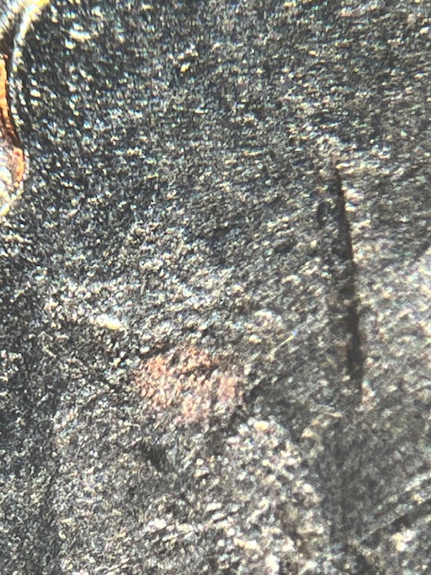 IMG_3287.jpeg