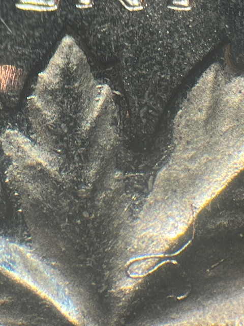 IMG_3728.jpeg
