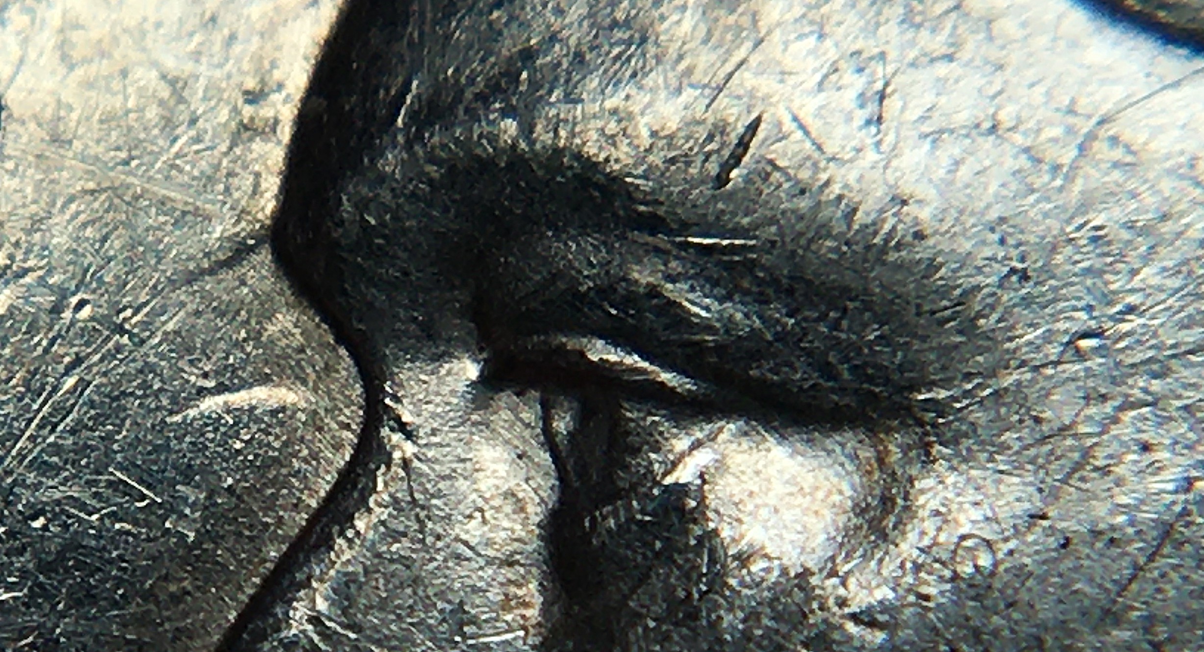 50 cents 1946 entrechoque oeil.JPG