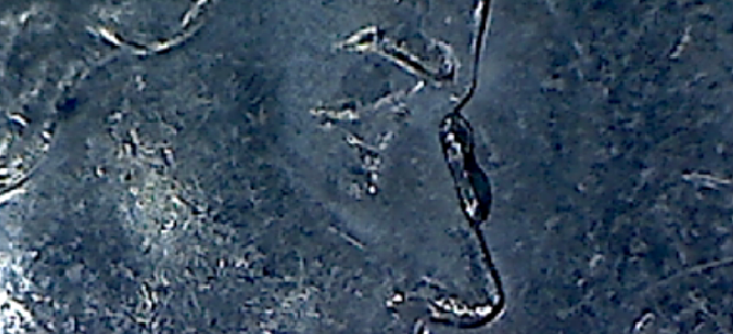 Capture#4.PNG